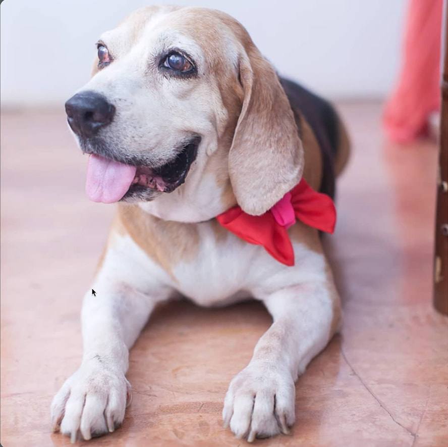 Shaggy, the hostel’s beagle, lying on the floor wearing a red bow.