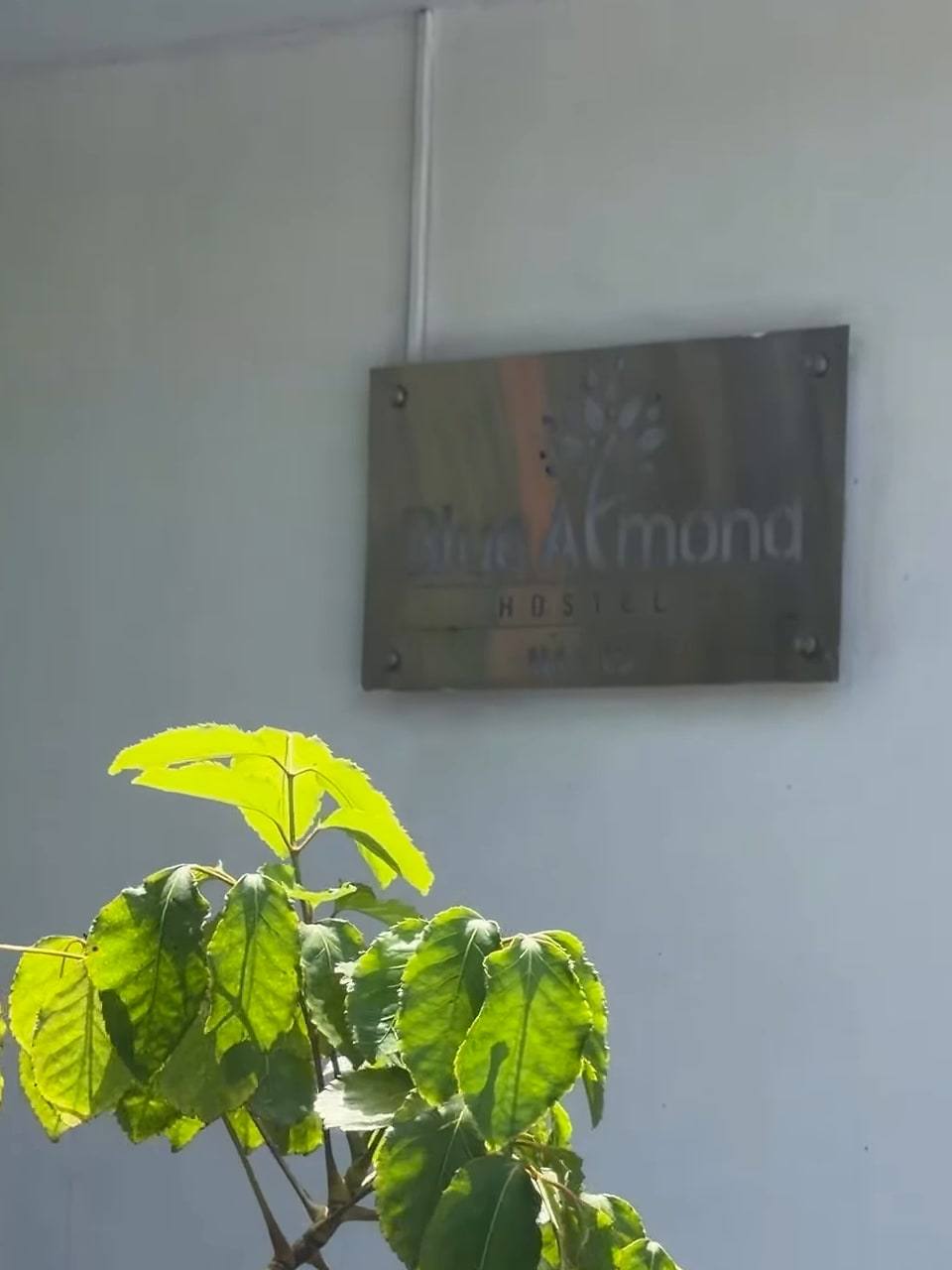The Blue Almond Hostel metal sign on the white front wall, with a bright green plant in the foreground.